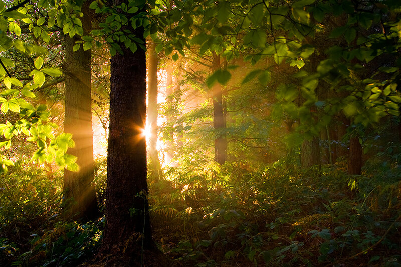 Sunlight Through Forest — Green, Serene, Sunrise
