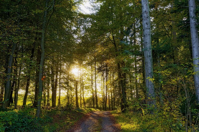 Sunlight Through Forest — Green, Serene, Sunset, Photograph, Path, Trees