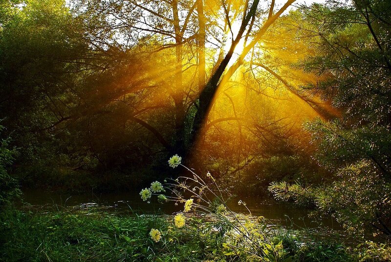 Sunlight Through Forest — Green, Serene, Sunset, Photograph, River