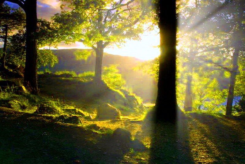 Sunlight Through Forest — Green, Serene, Sunset, Photograph
