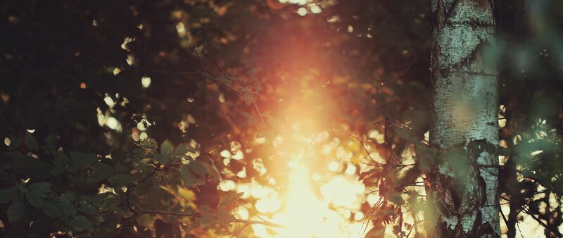 Sunlight Through Forest — Green, Serene, Sunset, Photograph, Tree Trunk, Leaves, Sun
