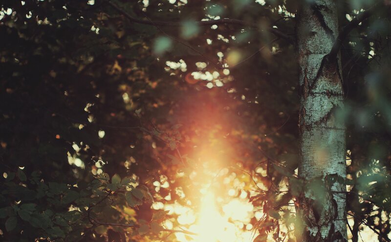 Sunlight Through Forest — Green, Serene, Sunset, Photograph, Tree Trunk, Leaves