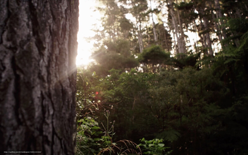Sunlight Through Forest — Green, Serene, Sunset, Photograph, Tree Trunk