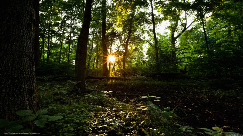 Sunlight Through Forest — Green, Serene, Sunset, Photograph, Trees, Fallen Log, Sun