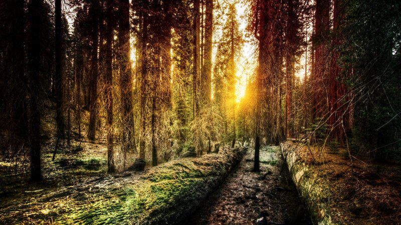 Sunlight Through Forest — Green, Serene, Sunset, Photograph, Trees, Fallen Log