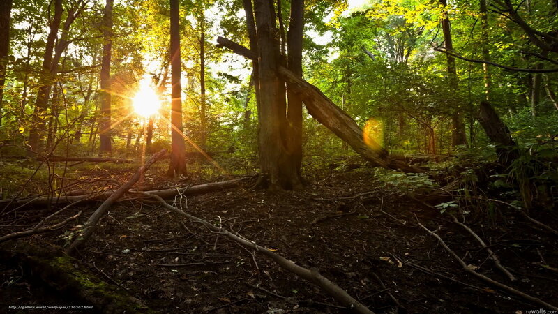 Sunlight Through Forest — Green, Serene, Sunset, Photograph, Trees, Fallen Logs