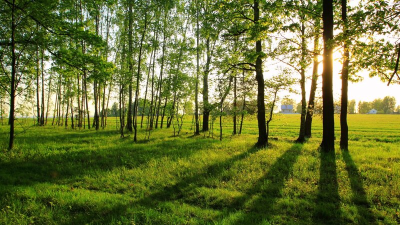 Sunlight Through Forest — Green, Serene, Sunset, Photograph, Trees, Field