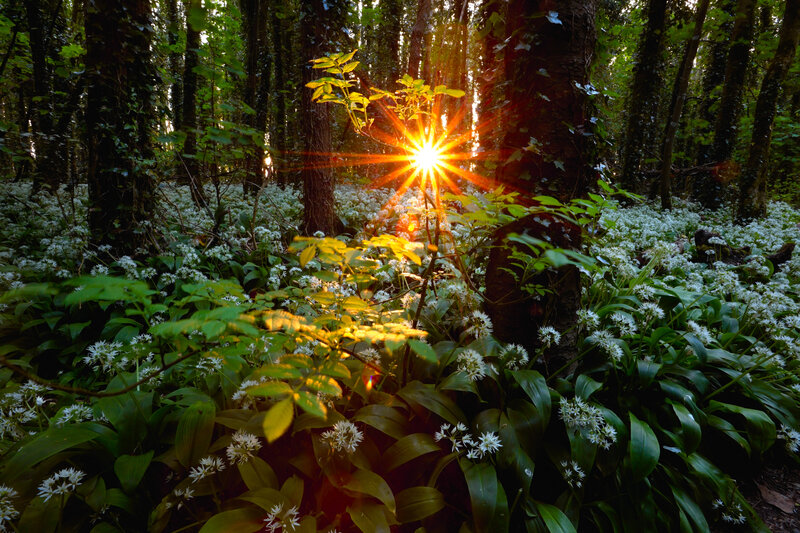 Sunlight Through Forest — Green, Serene, Sunset, Photograph, Trees, Flowers