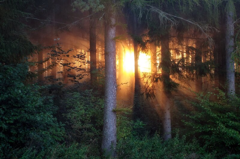Sunlight Through Forest — Green, Serene, Sunset, Photograph, Trees, Fog