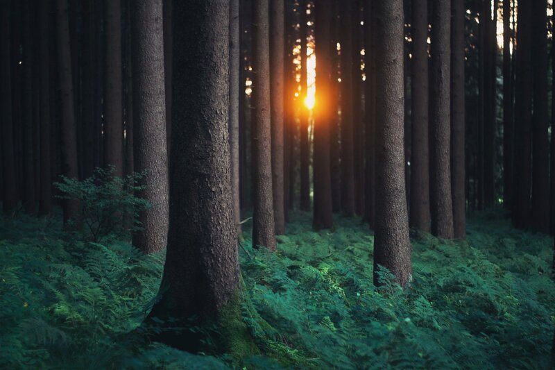 Sunlight Through Forest — Green, Serene, Sunset, Photograph, Trees, Forest Floor, Sun