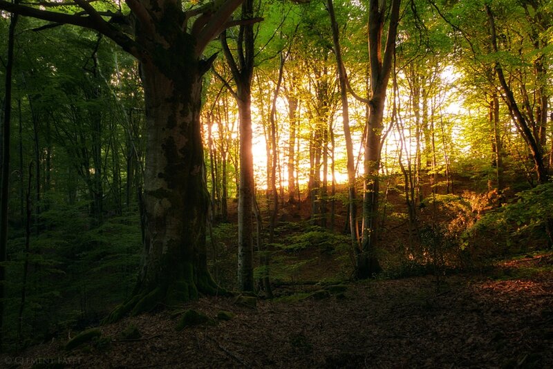 Sunlight Through Forest — Green, Serene, Sunset, Photograph, Trees, Forest Floor