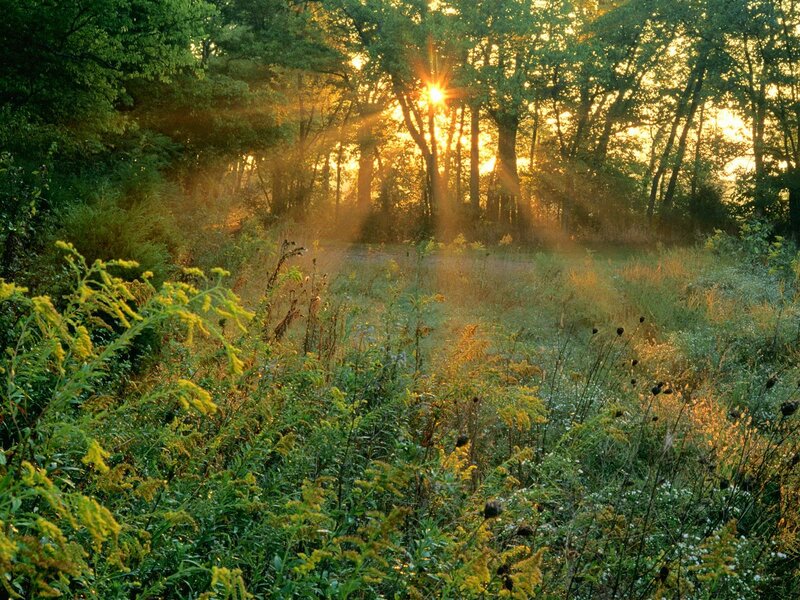 Sunlight Through Forest — Green, Serene, Sunset, Photograph, Trees, Grass, Flowers