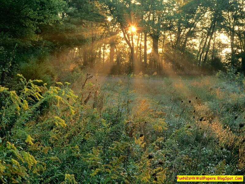 Sunlight Through Forest — Green, Serene, Sunset, Photograph, Trees, Grass, Flowers, Yellow, Brown
