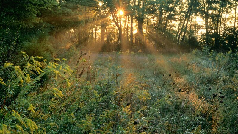 Sunlight Through Forest — Green, Serene, Sunset, Photograph, Trees, Grass, Flowers, Yellow, Gold