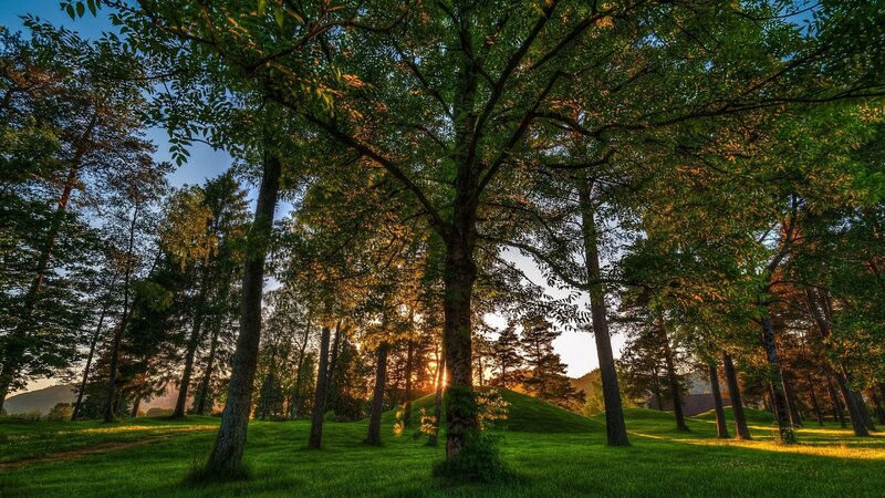 Sunlight Through Forest — Green, Serene, Sunset, Photograph, Trees, Grass, Hills