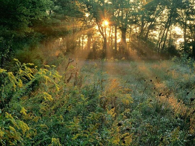 Sunlight Through Forest — Green, Serene, Sunset, Photograph, Trees, Grass
