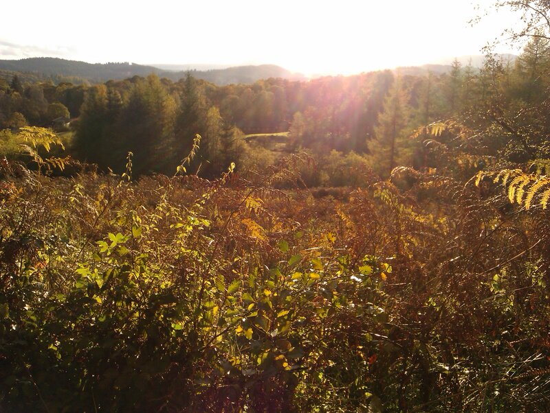 Sunlight Through Forest — Green, Serene, Sunset, Photograph, Trees, Hills