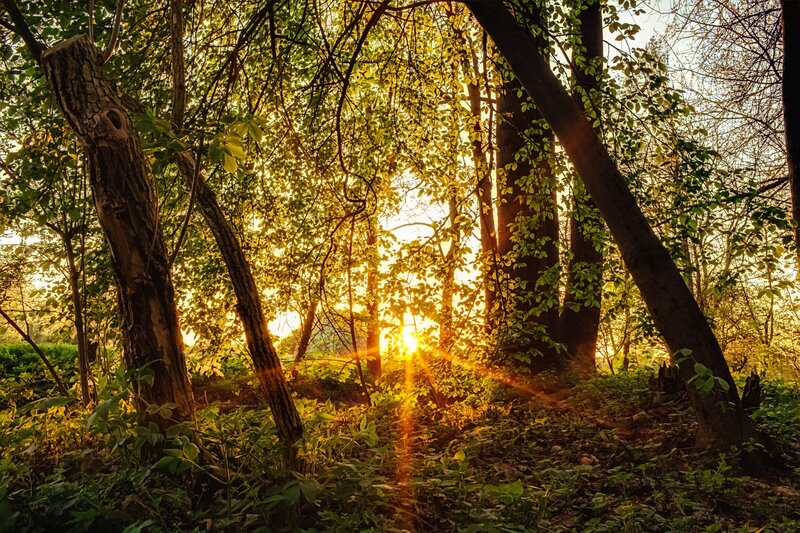 Sunlight Through Forest — Green, Serene, Sunset, Photograph, Trees, Leaves, Sun