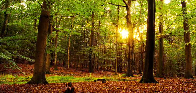 Sunlight Through Forest — Green, Serene, Sunset, Photograph, Trees, Leaves