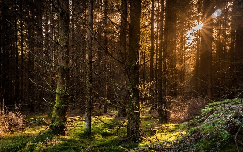 Sunlight Through Forest — Green, Serene, Sunset, Photograph, Trees, Moss, Sunbeams