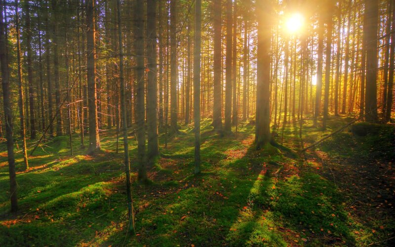 Sunlight Through Forest — Green, Serene, Sunset, Photograph, Trees, Moss