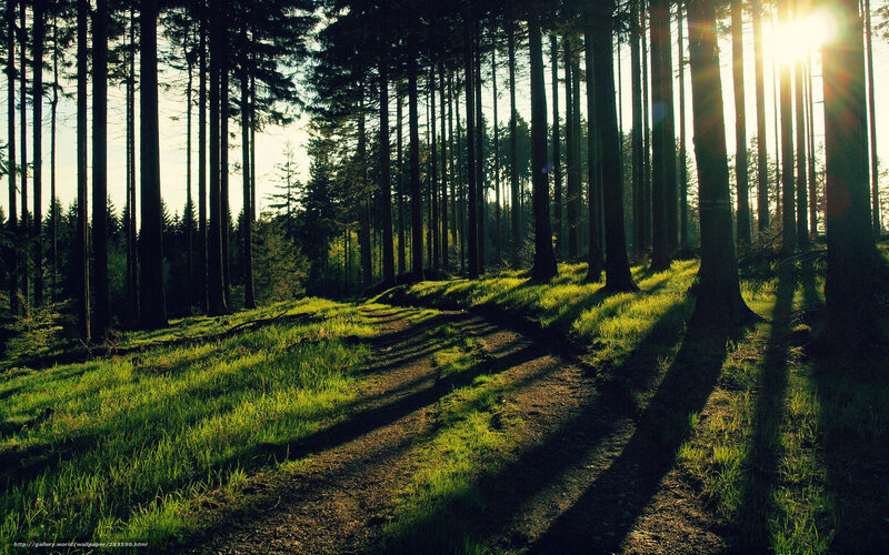 Sunlight Through Forest — Green, Serene, Sunset, Photograph, Trees, Path, Grass