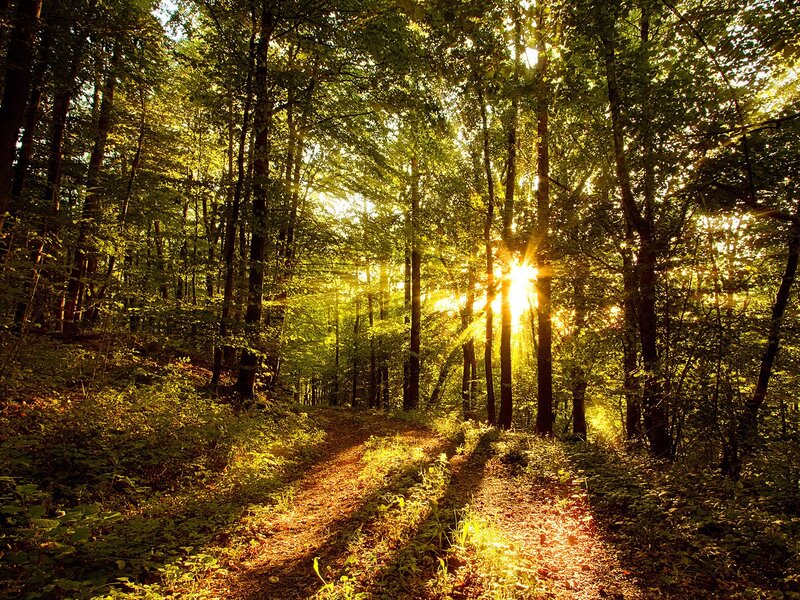 Sunlight Through Forest — Green, Serene, Sunset, Photograph, Trees, Path, Sunbeams