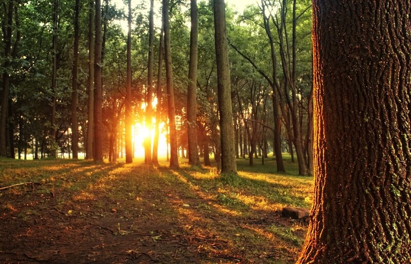 Sunlight Through Forest — Green, Serene, Sunset, Photograph, Trees, Path