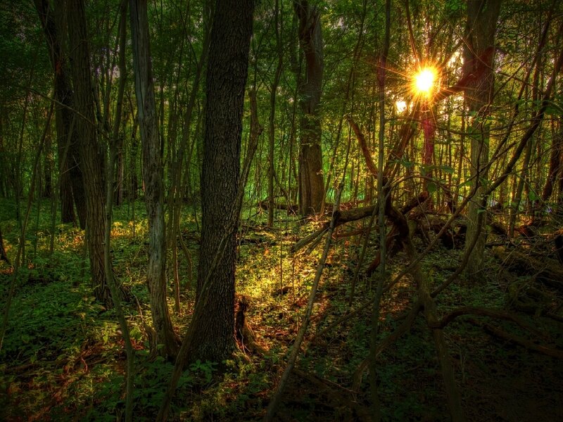 Sunlight Through Forest — Green, Serene, Sunset, Photograph, Trees, Sun, Forest Floor