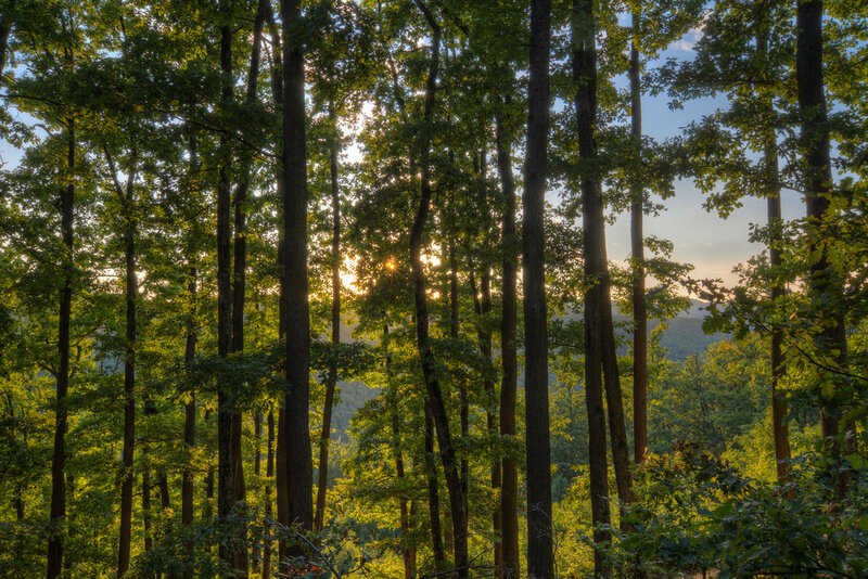 Sunlight Through Forest — Green, Serene, Sunset, Photograph, Trees, Sun