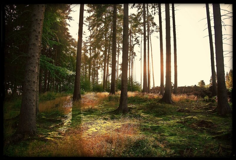 Sunlight Through Forest — Green, Serene, Sunset, Photograph, Trees