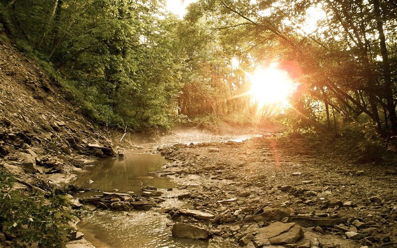 Sunlight Through Forest — Green, Serene, Sunset