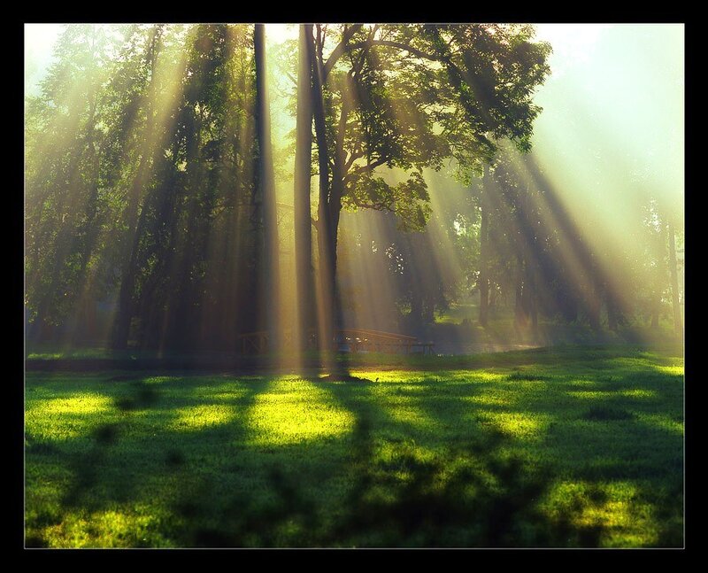 Sunlight Through Forest — Green, Serene