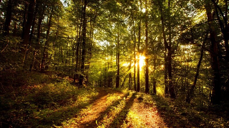Sunlight Through Forest — Green, Sun