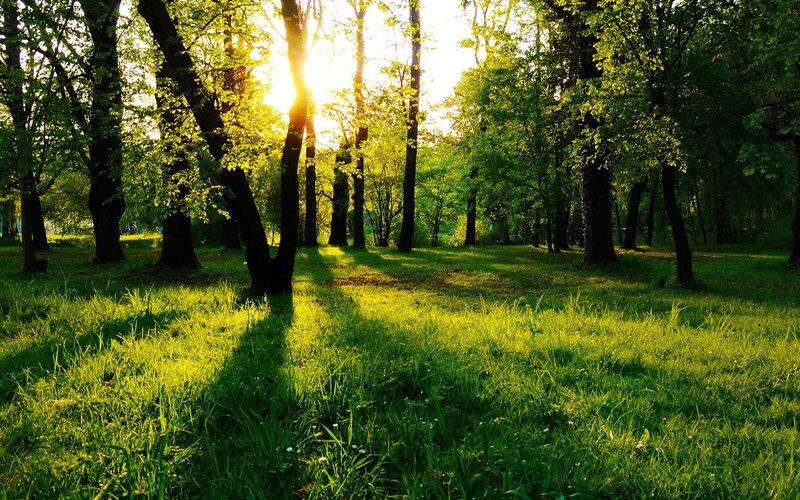 Sunlight Through Forest — Green, Sunset