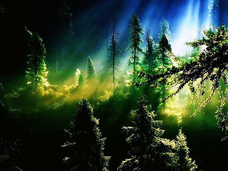 Sunlight Through Forest — Green