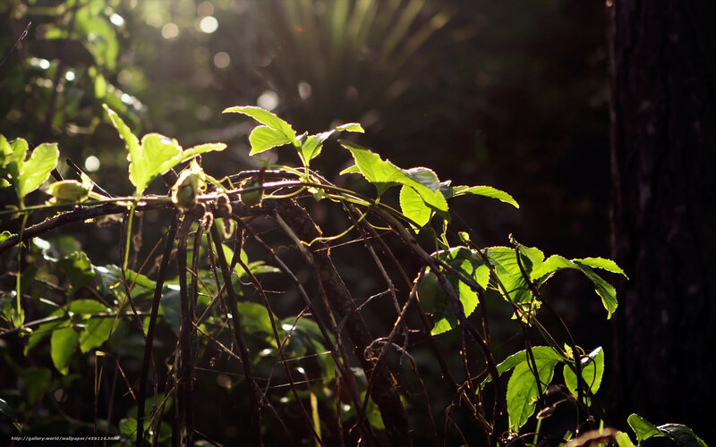 Sunlight through forest leaves