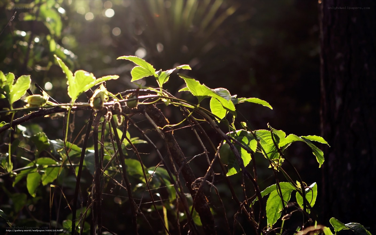 Sunlight through forest leaves