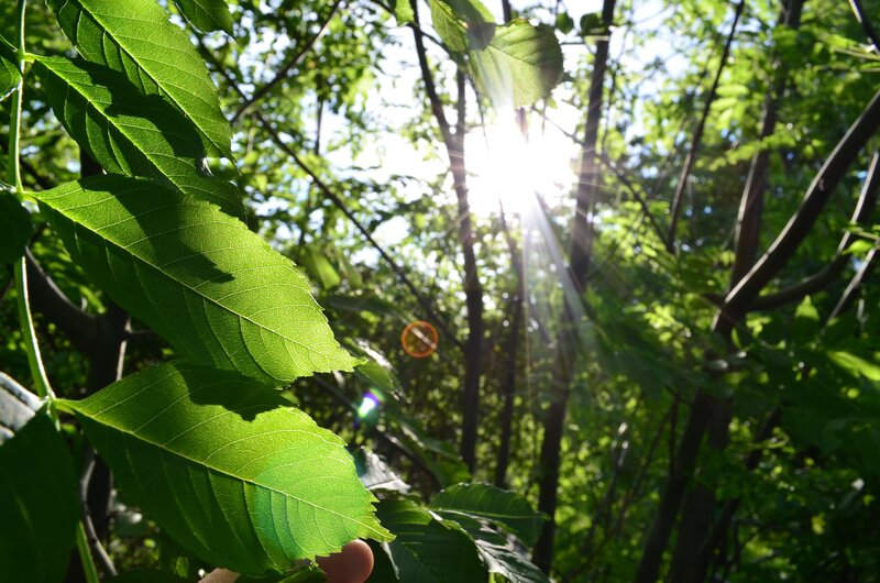 Sunlight through forest leaves