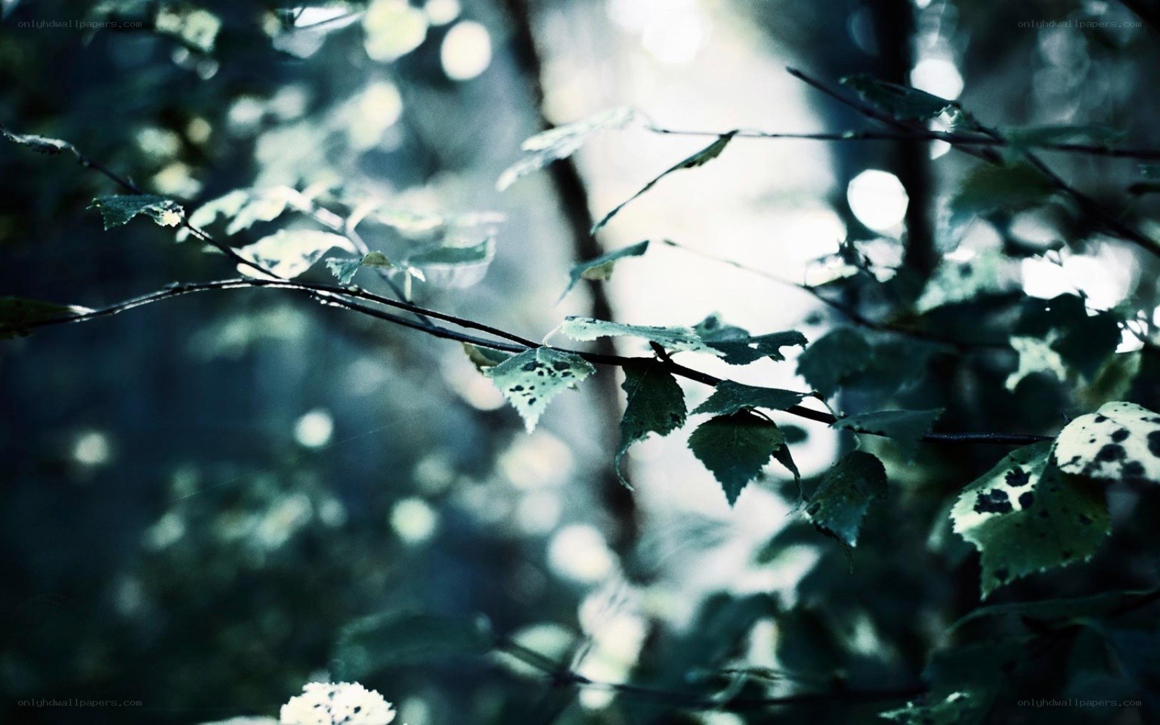 Sunlight through forest leaves