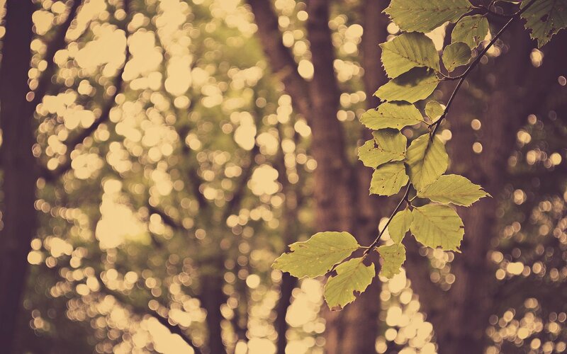 sunlight through forest leaves