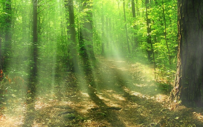 Sunlight Through Forest — Leaves, Brown