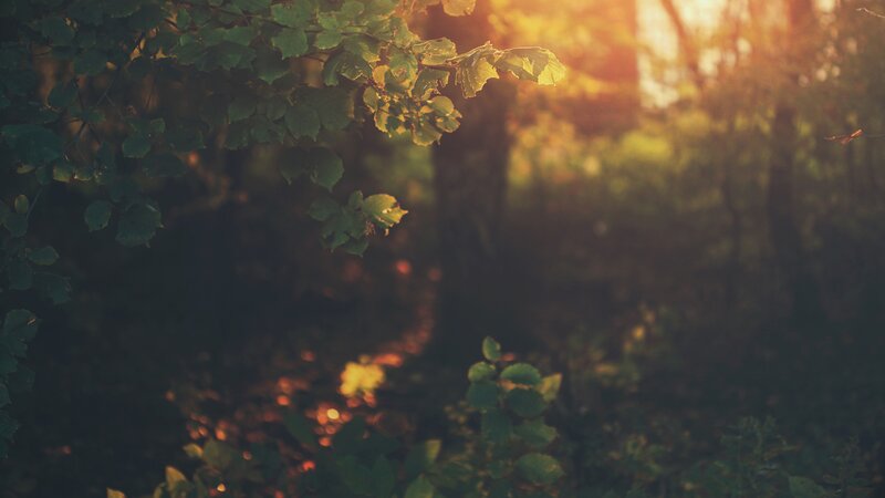 Sunlight Through Forest Leaves — Green, Serene, Sunset