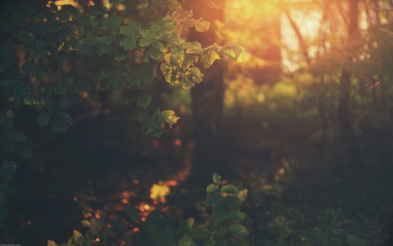 Sunlight Through Forest Leaves — Green, Serene