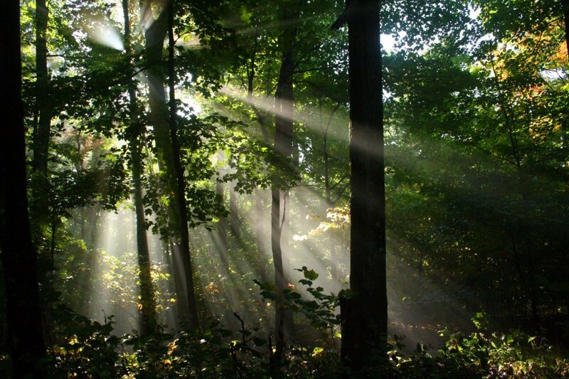 Sunlight Through Forest — Leaves, Sunbeams