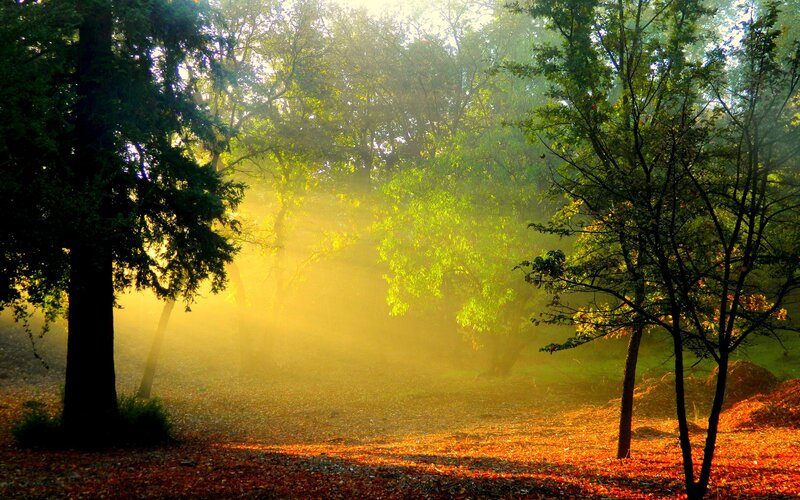 Sunlight Through Forest — Leaves, Yellow