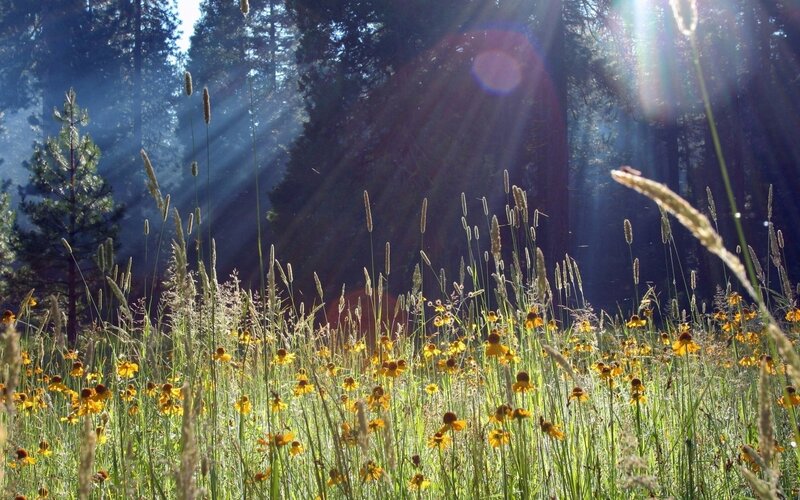 Sunlight through forest meadow