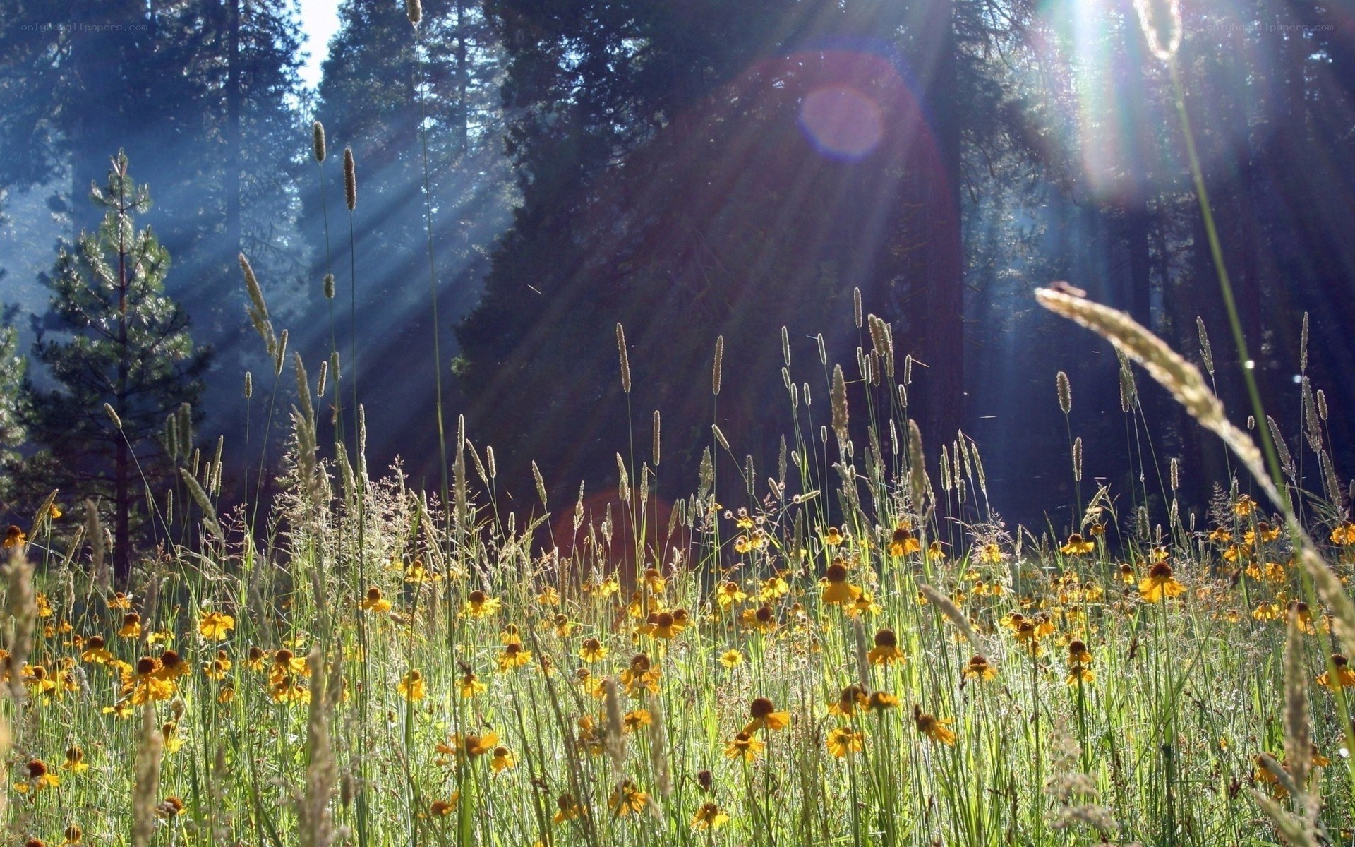 Sunlight through forest meadow