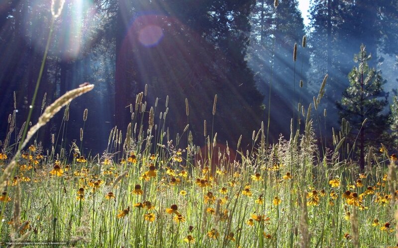 Sunlight through forest meadow