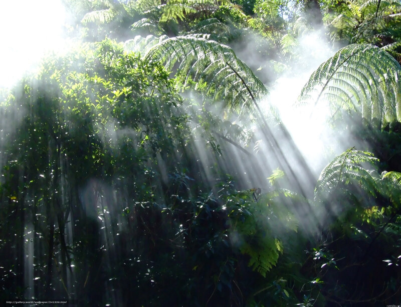 Sunlight through forest mist